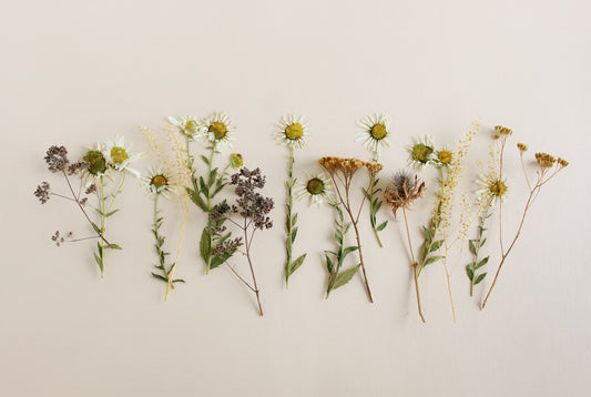 Botanical Clay Workshop - Goodenstone Park
